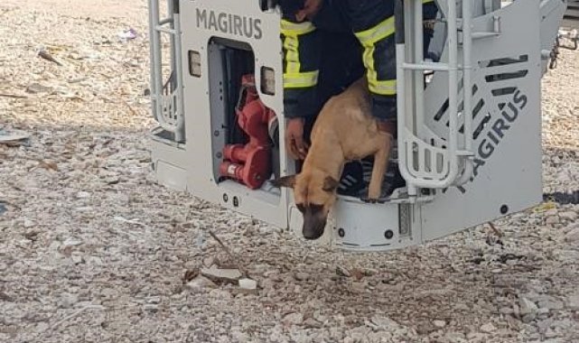 Hasarlı binada mahsur kalan köpek kurtarıldı