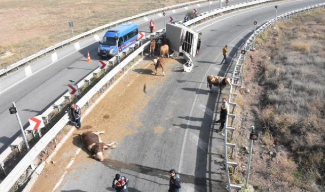 Hayvan yüklü kamyonet devrildi: 1 yaralı