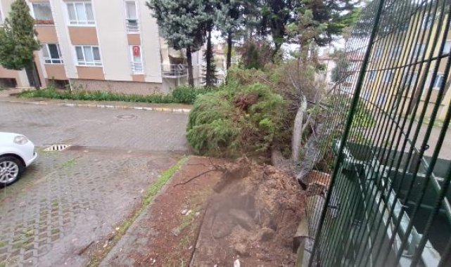 İzmit'te yağmur ve fırtına; ağaçlar ve elektrik direkleri devrildi