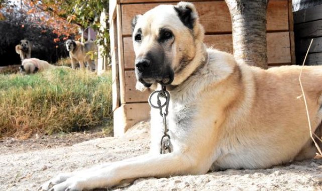 Kangalların 'akraba' eşleşmesi, ırkın gerilemesine neden oluyor