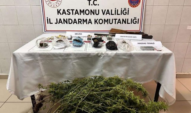 Kastamonu'da saksıya ekilmiş halde çok sayıda skunk bitkisi ele geçirildi: 1 gözaltı