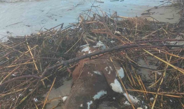 Kuşadası'nda aşırı yağış sonrası bir inek telef oldu