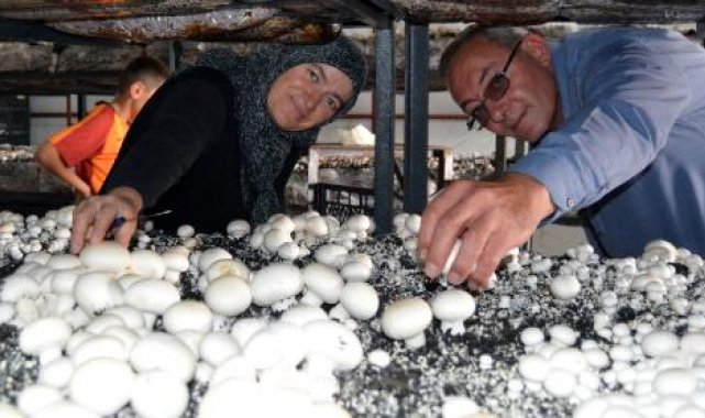 Muhtar mantar üretiminde başarılı oldu, köyüne kooperatif kuruyor