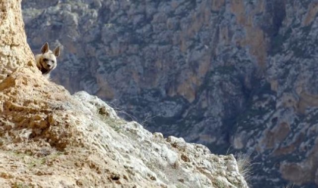 Nesli tehlike altındaki çizgili sırtlan görüntülendi