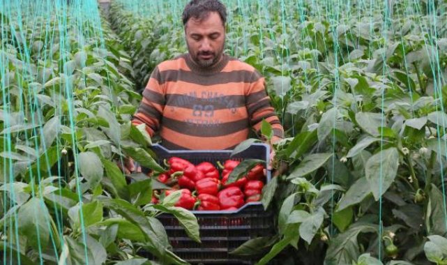Örtüaltı hasat başladı, fiyatlardaki düşüş yüzde 50'yi buldu