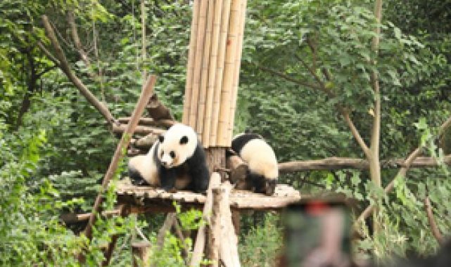 Pandaların hayata tutunduğu park