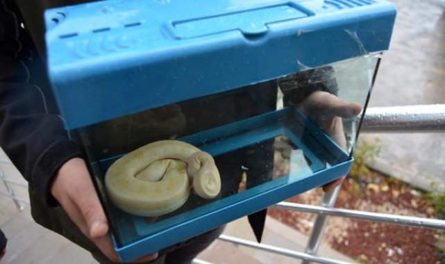 Pitonu satarken suçüstü yakalandı