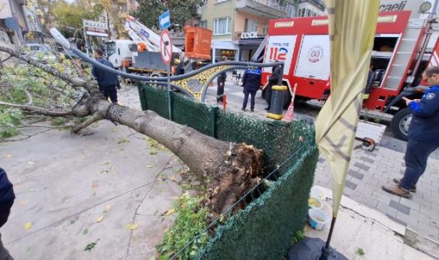 Rüzgarın devirdiği ağaç, aydınlatma direğini kırdı