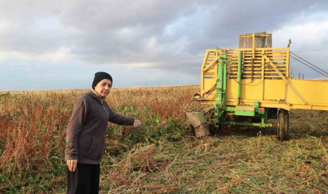 Sandıklı'da bu yıl 100 bin ton üzerinde şeker pancarı rekoltesi bekleniyor