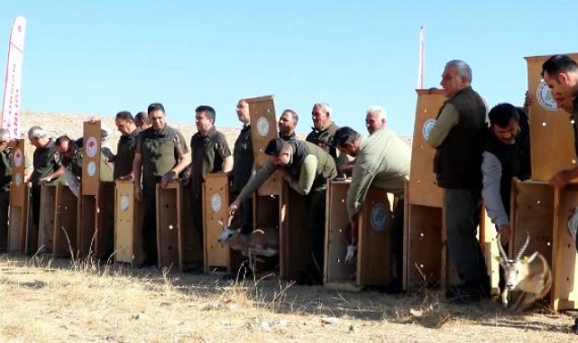 Şanlıurfa'da 20 ceylan, doğaya salındı