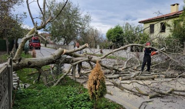 Sapanca'da şiddetli rüzgar ağaç devirdi