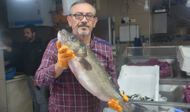 Sinop'ta yakalanan 5 kiloluk levrek fiyatıyla göz kamaştırdı