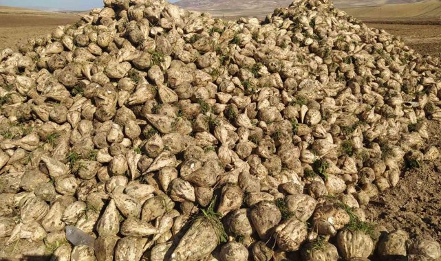 Sivas'ta en tatlı hasat başladı