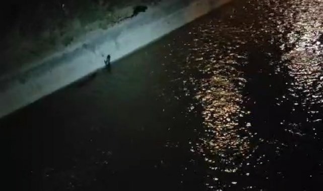 Su samurlarının Harşit Çayı'ndaki keyifli anları görüntülendi