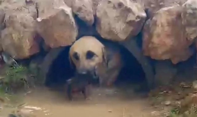 Su tahliye borusunda mahsur kalan köpek ve 5 yavrusu kurtarıldı