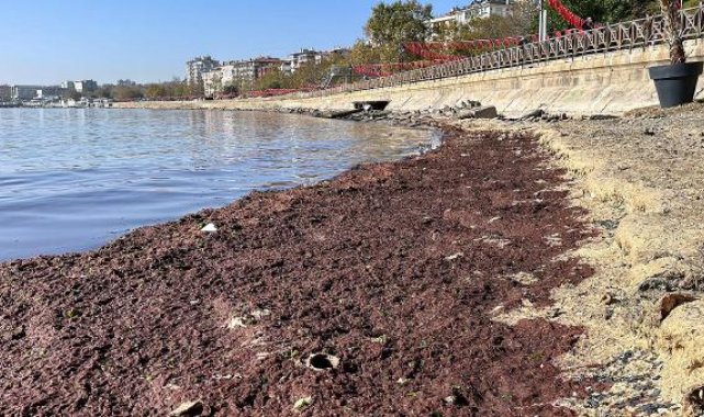 Tekirdağ'da sahil yosunla kaplandı