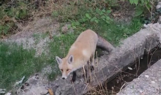 Tilki ilçeyi mesken tuttu