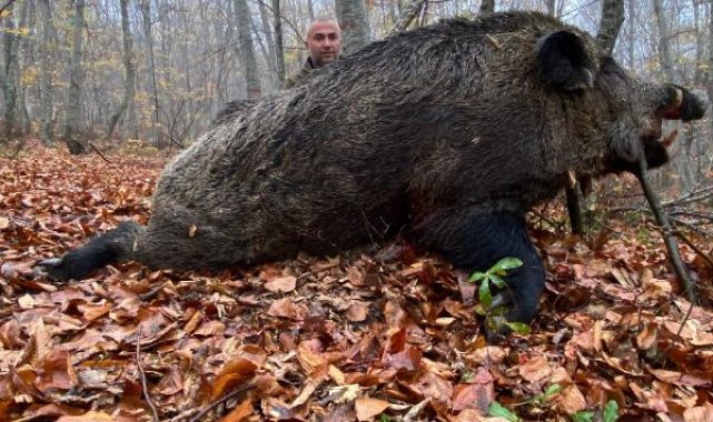 Tokat'ta avcılar 459 kilo ağırlığında domuz avladı