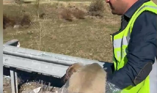 Trafik polislerinin yolda yaralı bulduğu köpek, tedaviye alındı