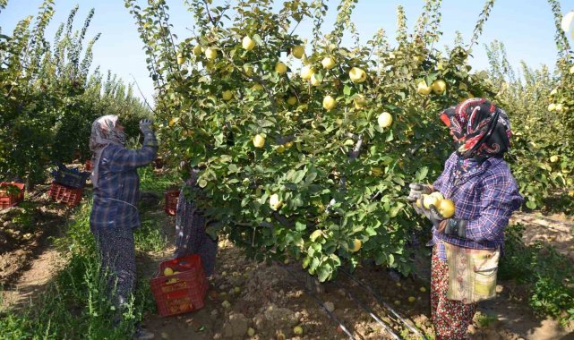 Türkiye ayva üretiminin yüzde 4'ü Denizli'de gerçekleşiyor