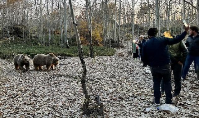 Uyarılara aldırmadan ayıları elle besleyip, selfi çekiyorlar