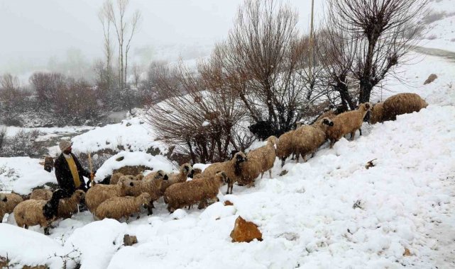Yaylalardan indirilmeye başlanan koyun sürüsü kar, tipiye yakalandı