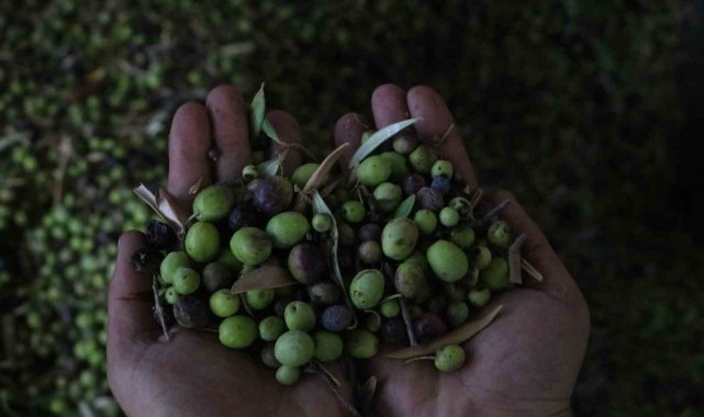 Yemeklerin vazgeçilmezi zeytinyağı, fabrikada 210 TL'den alıcı buluyor
