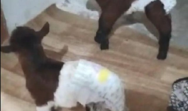 Yeni doğan ikiz oğlaklara, evde bakıyorlar
