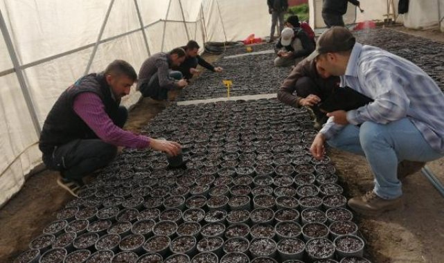 Yerli ve milli patates çeşidi elde etmek 12 yıl sürüyor