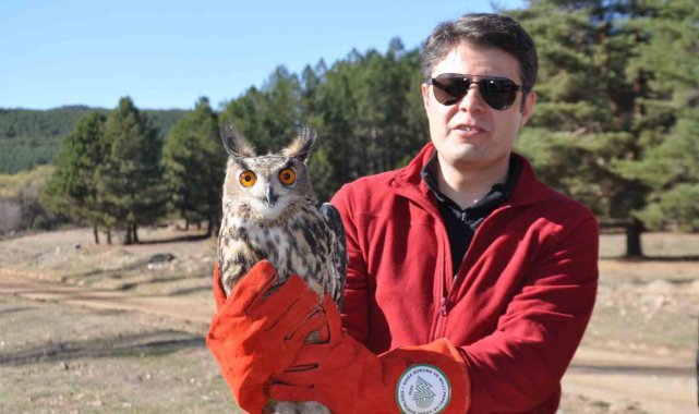 Yırtıcı kuşlar ve keklikler doğaya salındı