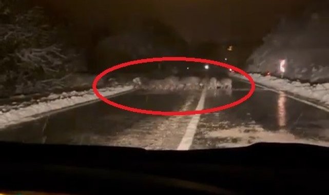 Yiyecek bulamayan domuz sürüsü yola indi