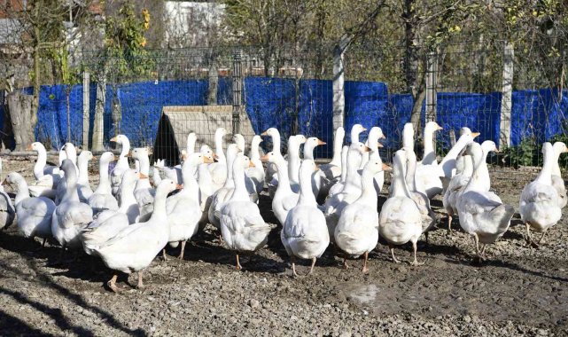 Yöresel tat 'tirit' için kaz yetiştiriyorlar