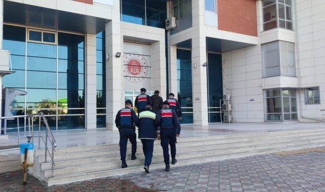 Zeytin hırsızları Jandarma dedektiflerinin ağında yakalandı