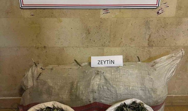 Zeytin hırsızları yakalandı