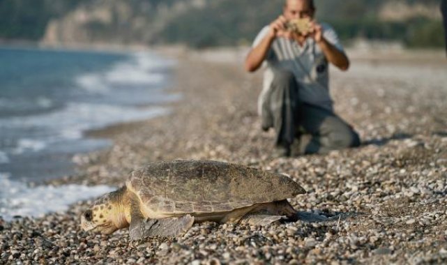 153 bin yavru caretta caretta denizle buluştu