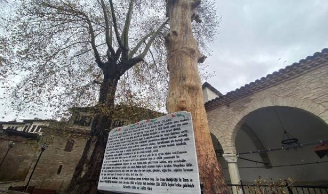 350 yıllık ağaç, heykel oldu