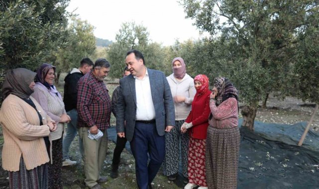 Akhisar'da zeytin hasadı devam ediyor