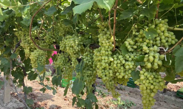 Alaşehirli çiftçilere ÇKS uyarısı