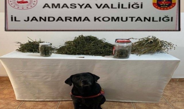 Amasya'da uyuşturucu operasyonu: 2 gözaltı