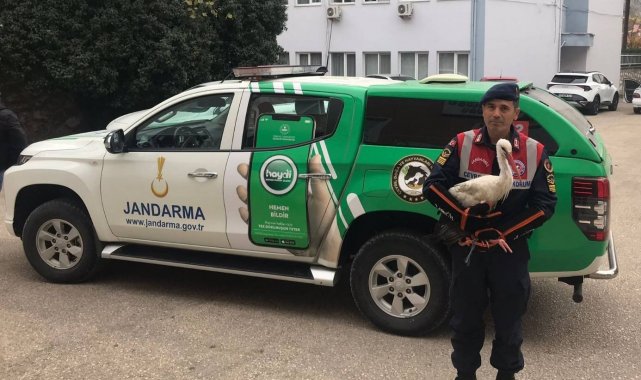 Amasya'da yaralı leyleğe jandarma şefkati