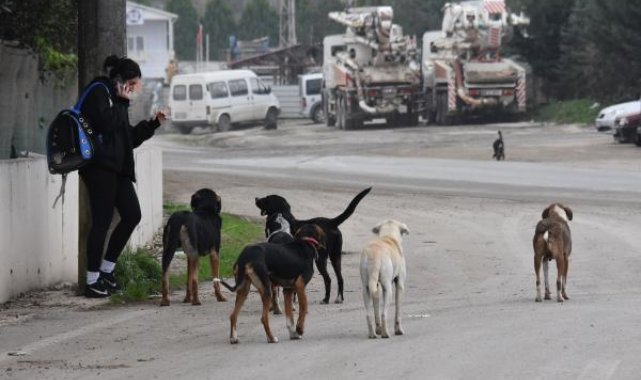 Ankara Valiliği'nden belediyelere 'sokak hayvanları' talimatı