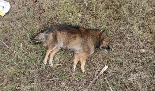 Aydın'da zehirlenen köpek sayısı 30'a çıktı; 3 de ölü tilki bulundu