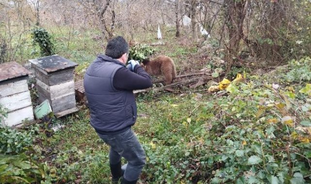 Bahçe teline takılan yavru ayı kurtarıldı