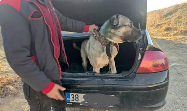 Bakan Yerlikaya: Köpek dövüştüren 37 kişi yakanlandı; 6 köpek kurtarıldı