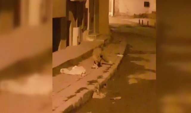 Bayburt'ta aç kalan tilki yiyecek aramak için şehir merkezine indi