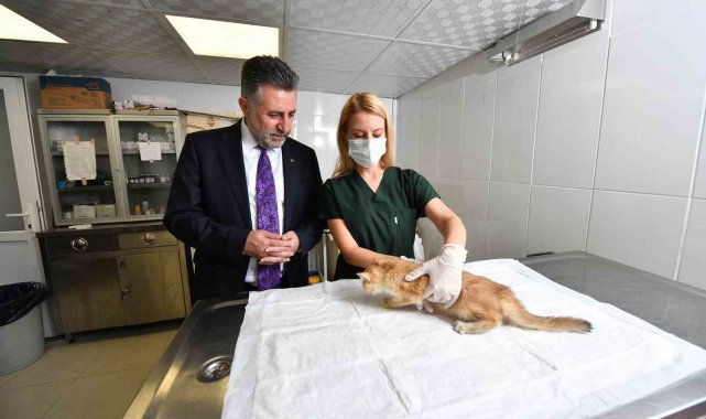 Bayraklı'da son 4,5 yılda 20 bin sokak hayvanına sağlık hizmeti