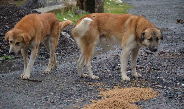 Beytüşşebap'taki sokak köpekleri yalnız bırakılmadı