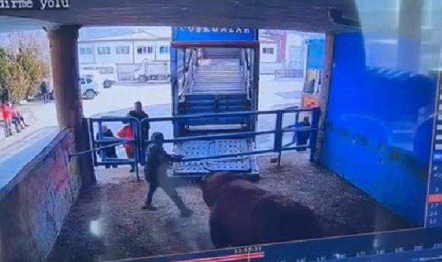 Boğanın saldırdığı mezbaha çalışanı yaşamını yitirdi; o anlar kamerada