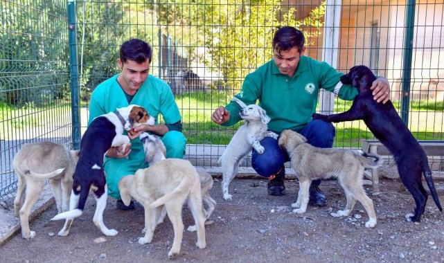 Bozyazı Bakımevi, sahipsiz hayvanları güvenli yeri oldu