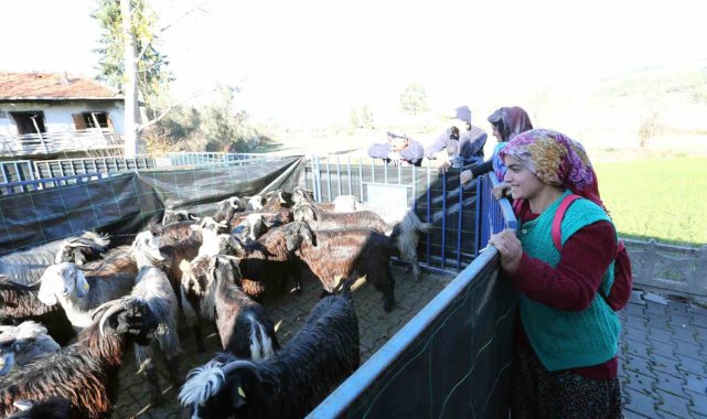 Büyükşehirden Seydikemer'li kadın üreticilere kıl keçesi desteği